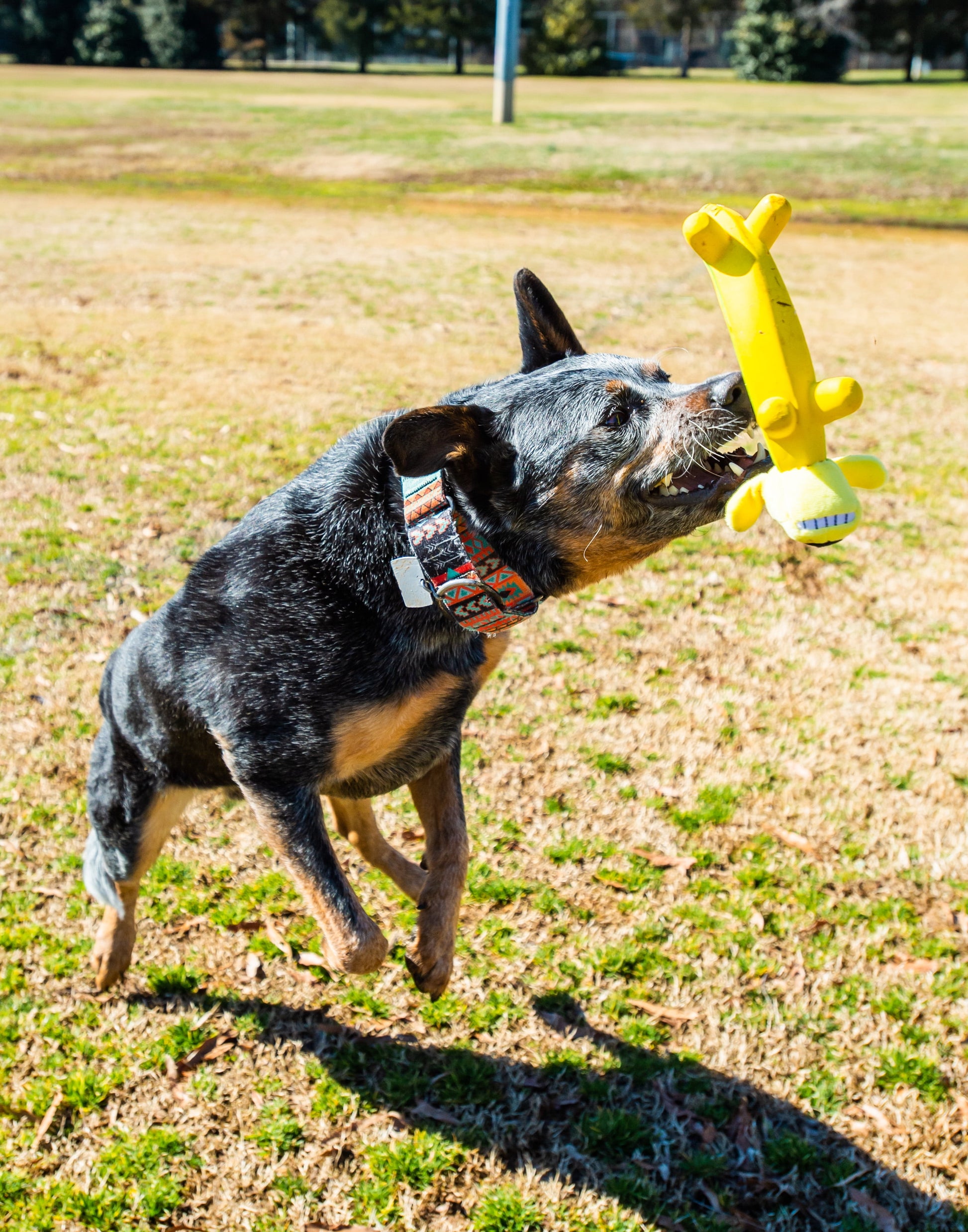 Smiling Dog Loofa Pals Latex Plush Dog Toy, Banana Shaped