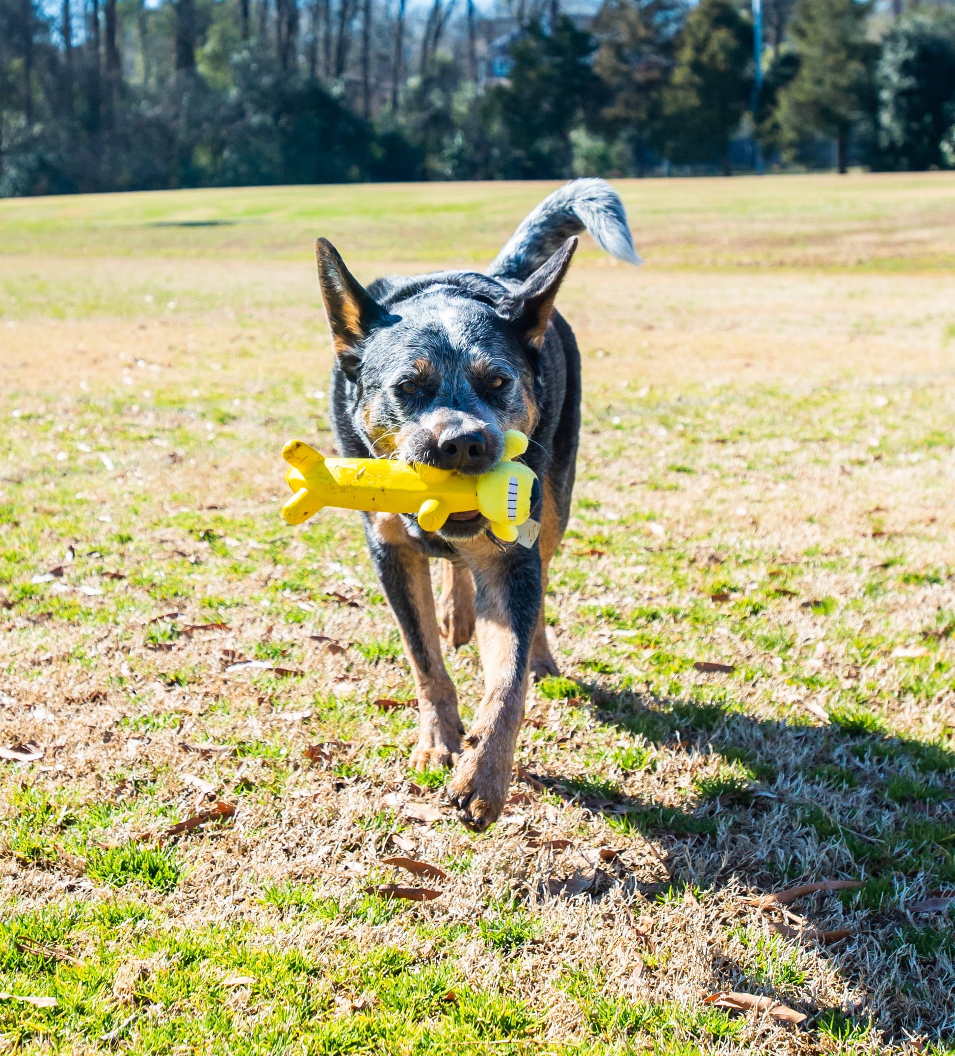 Smiling Dog Loofa Pals Latex Plush Dog Toy, Banana Shaped