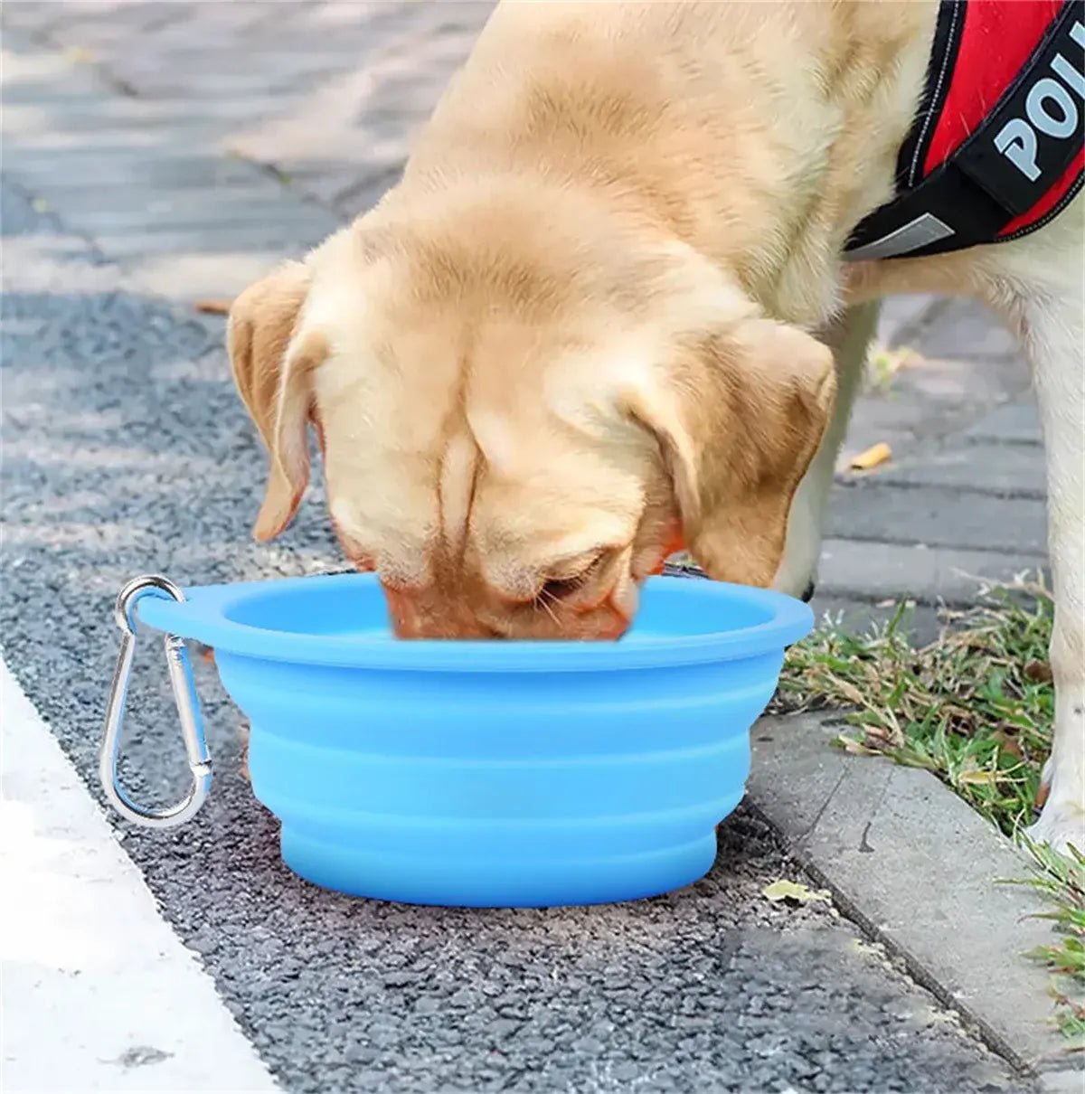 Large Collapsible Bowl | Dog Bowl