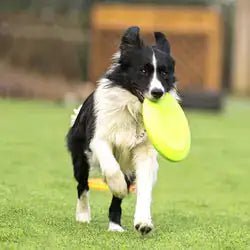 DogsyDog Rubber Flying Disc | Dog Rubber Toy