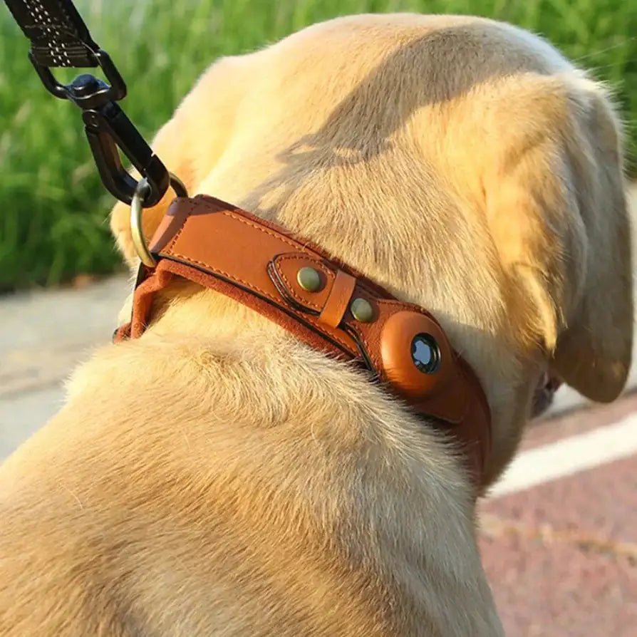 The Original Roam | Dog Collar