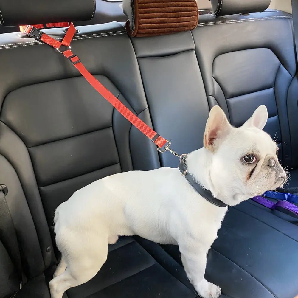 Dog Seatbelts | Travel Safety