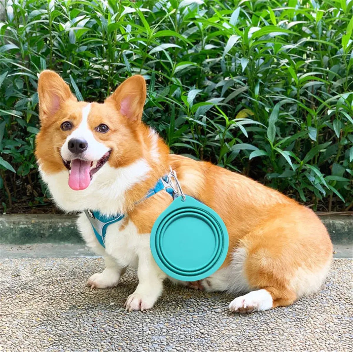 Large Collapsible Bowl | Dog Bowl