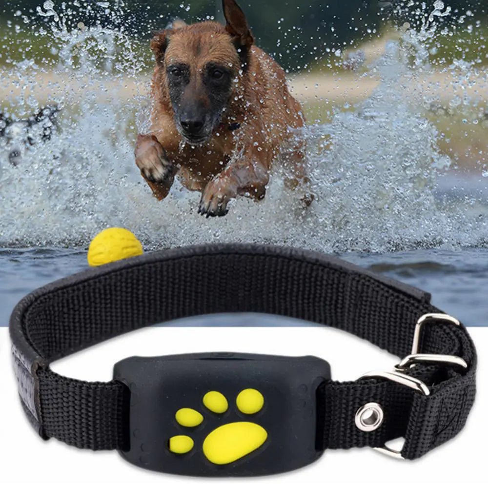 GPS Tracker Collar | Dogsy Dog Tracker