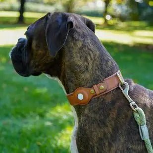 The Original Roam | Dog Collar