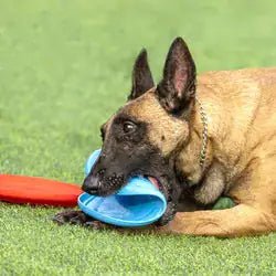 DogsyDog Rubber Flying Disc | Dog Rubber Toy