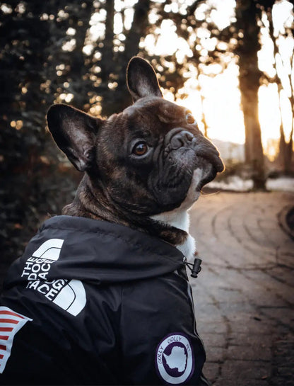 Windbreaker Jacket | Conquer Any Weather