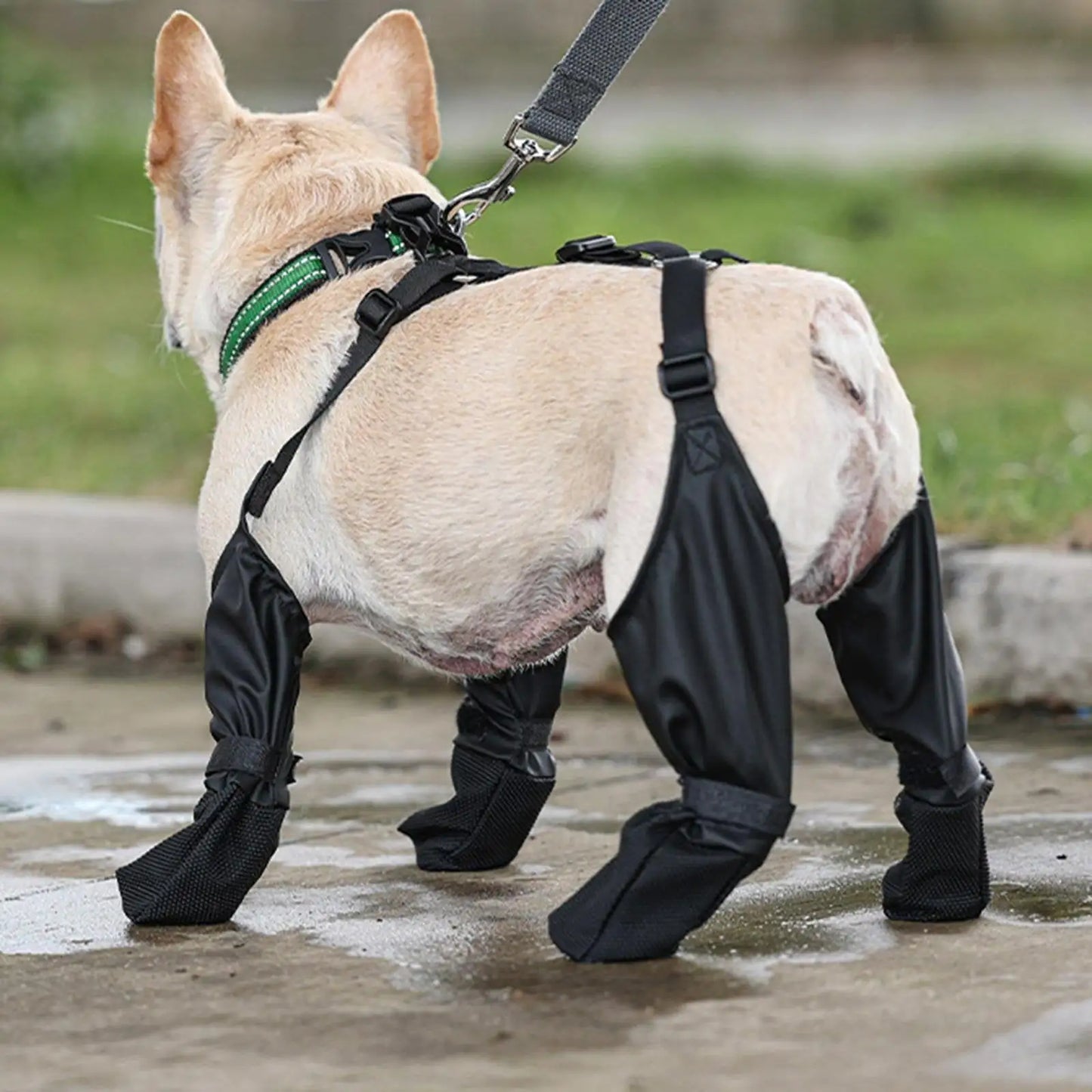 Suspender Dogs Boots | Paw Protection Redefined!